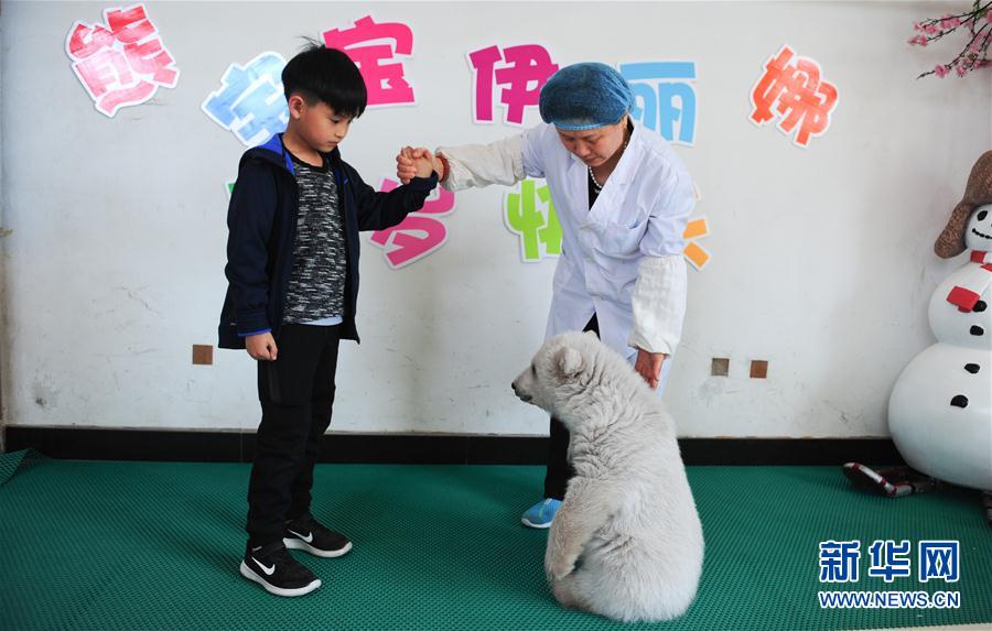 山東蓬萊：小北極熊亮相見遊客