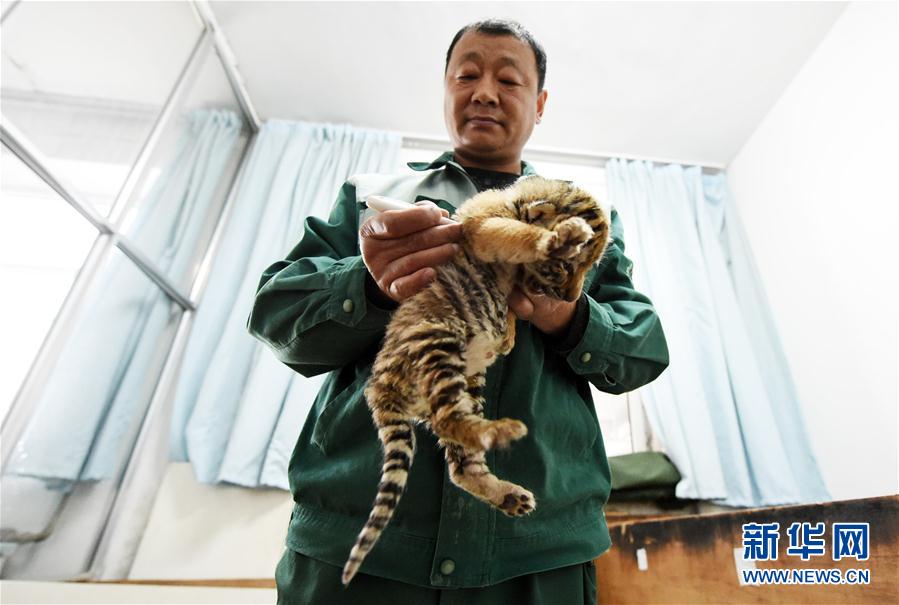 世界最大東北虎人工飼養繁育基地新添“虎寶寶”50余只