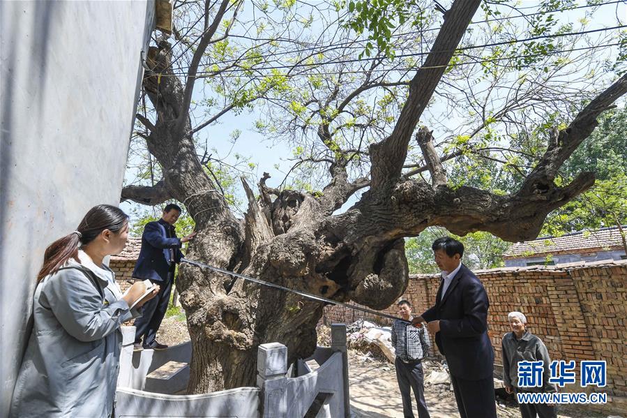 河北故城：古樹保護 刻不容緩