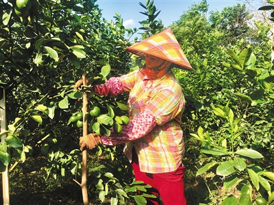 末尾有圖【瓊島先鋒圖文列表】【扶貧專題-駐村扶貧】【即時快訊】屯昌“芳香經濟”助力鄉村脫貧