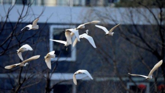 【區縣新聞】浦東川沙引來大群白鷺棲息 這樣的美景久違了