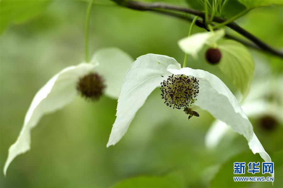 湖北宣恩：“鴿子花”悄然開放