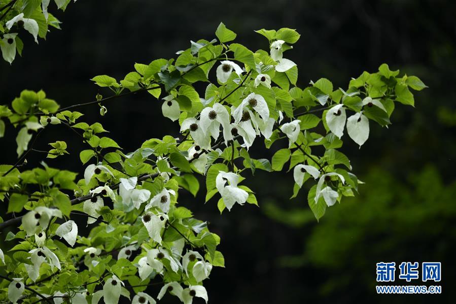 湖北宣恩：“鴿子花”悄然開放