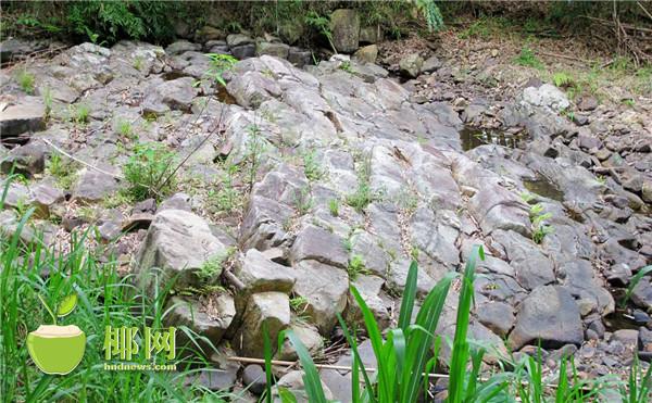 末尾有圖【視覺海南中上圖】【即時快訊】白沙發現大型花崗斑岩柱狀節理群地貌