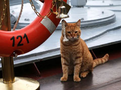 俄羅斯“水手貓”隨軍艦赴敘利亞 靠賣萌撫慰軍心