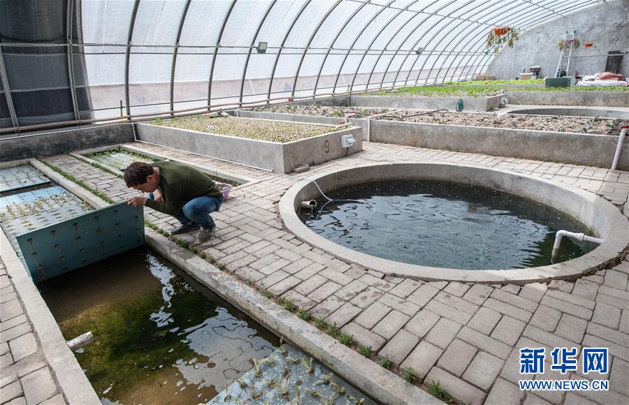 石家莊井陘：石頭山變身“魚菜共生”現代農業園