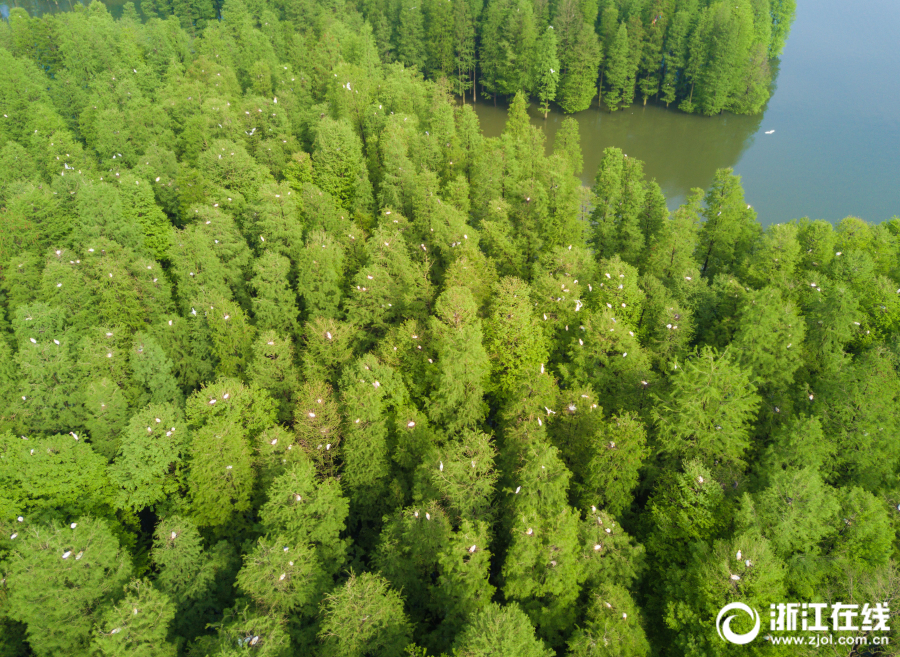 余姚：四明湖畔白鷺棲息 保護生態濕地顯成效