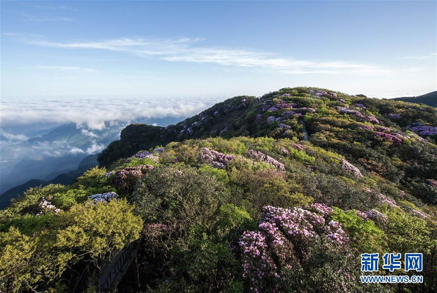 重慶金佛山杜鵑花開醉遊人