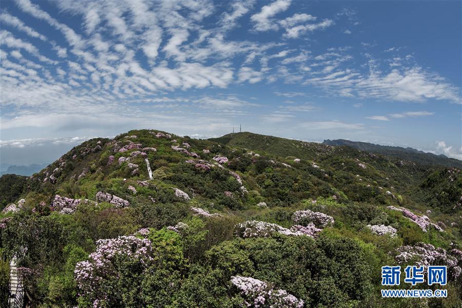 重慶金佛山杜鵑花開醉遊人