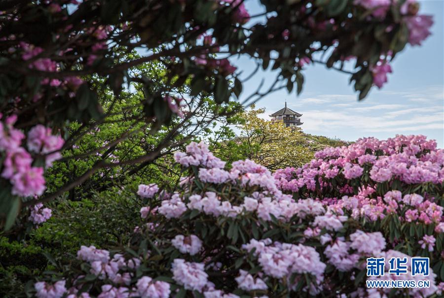 重慶金佛山杜鵑花開醉遊人