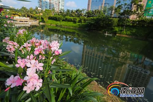 【瓊島先鋒】【即時快訊】海口鴨尾溪分段治理 河邊花紅水綠