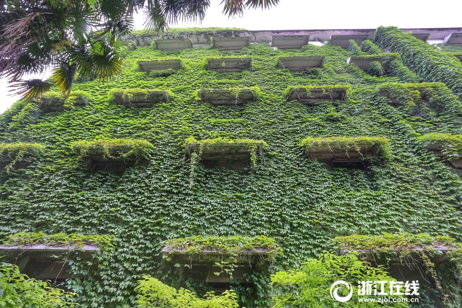 綠野仙蹤！湖州一廠區被爬山虎包圍