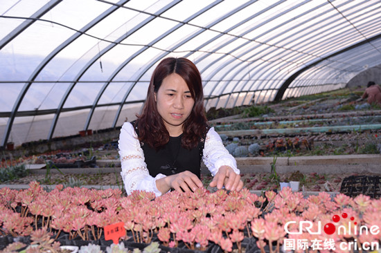 臨沂市平邑縣“微景觀”小多肉成消費者新寵