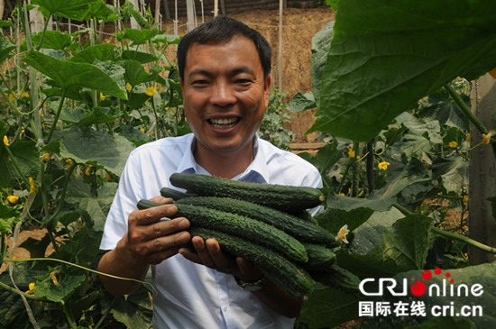 市民正在莪莊天然富硒採摘園採摘黃瓜