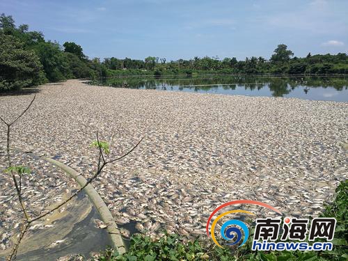 【食品農業】【即時快訊】魚塘疑遭“暗算” 6萬多斤羅非魚一夜暴斃