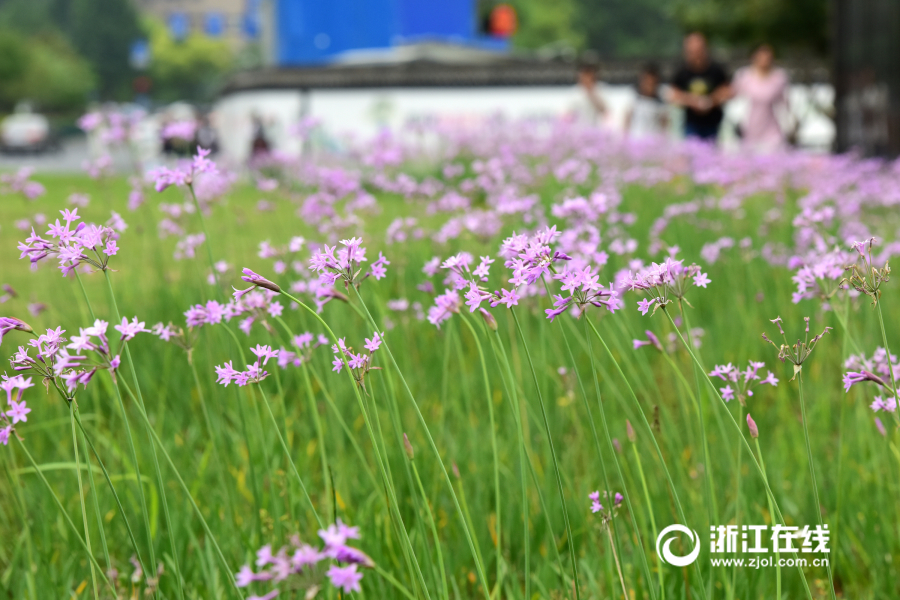 杭州：城站開滿紫嬌花