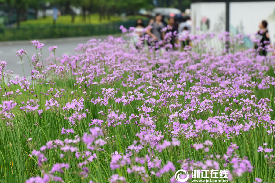 杭州：城站開滿紫嬌花