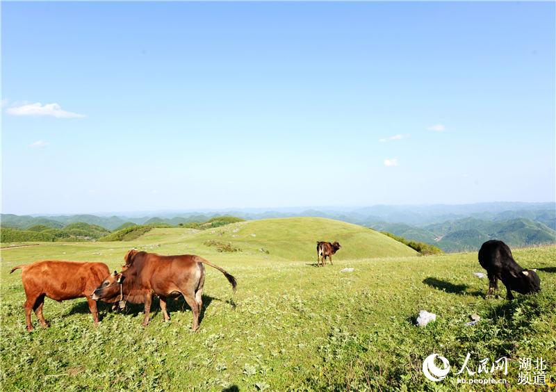 湖北:高山草原現美景