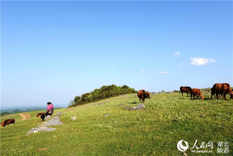 湖北:高山草原現美景