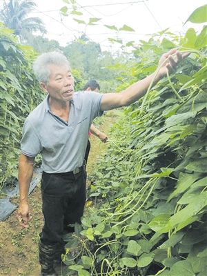 【食品農業+摘要】【即時快訊】夜校+種植技術培訓 貧困戶變身瓜菜種植大戶