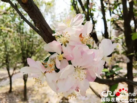 圖片默認標題