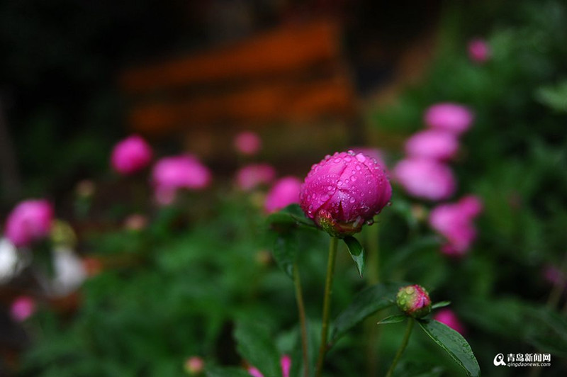 青島：花季春雨貴如油 雨打花枝景色美