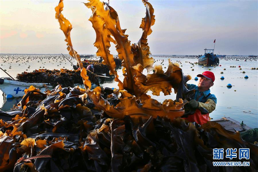 山東榮成：海帶收穫忙