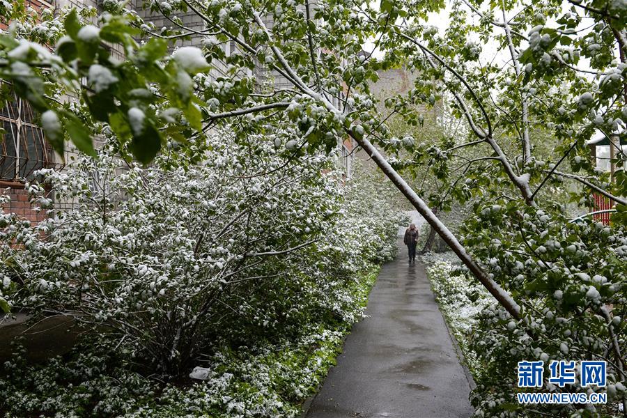 俄羅斯新西伯利亞市五月雪景