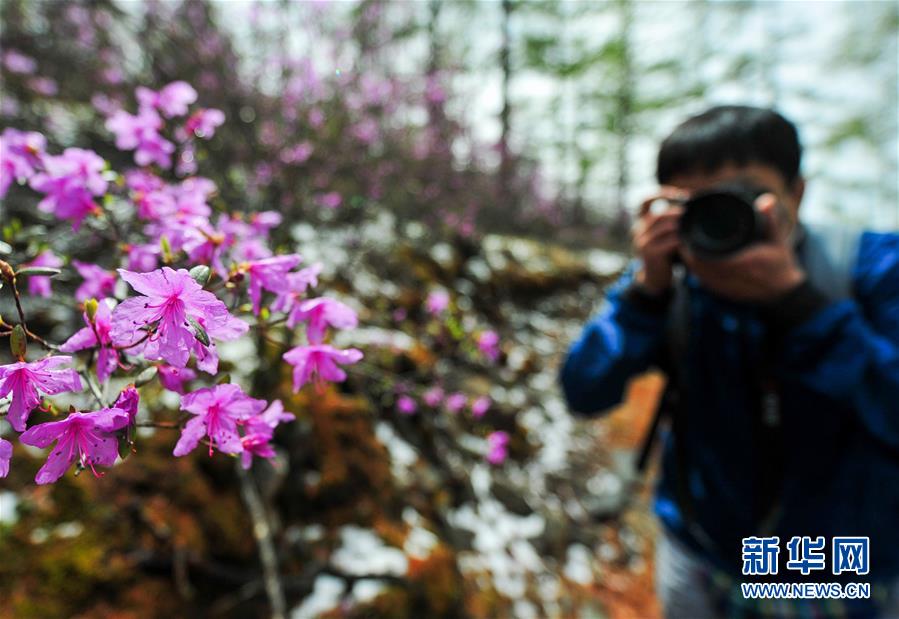 阿爾山杜鵑雪中盛開