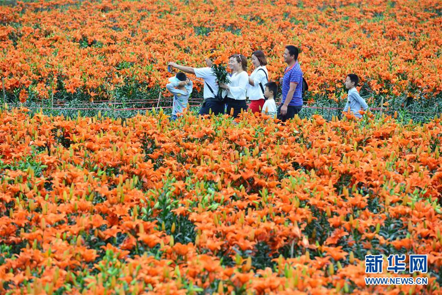 貴州臺江：百合花開引客來