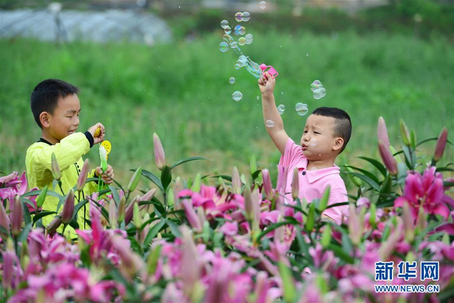 貴州臺江：百合花開引客來