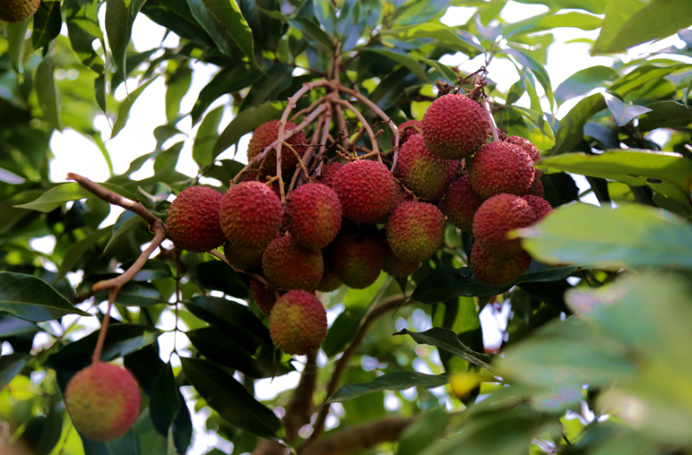 【食品農業】【即時快訊】又到荔枝飄香季 海南儋州荔枝露歡顏