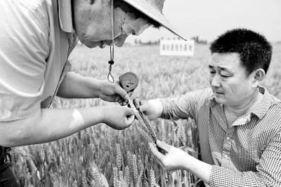 【頭條列表】又到一年麥收季！河南8200萬畝小麥收穫在即