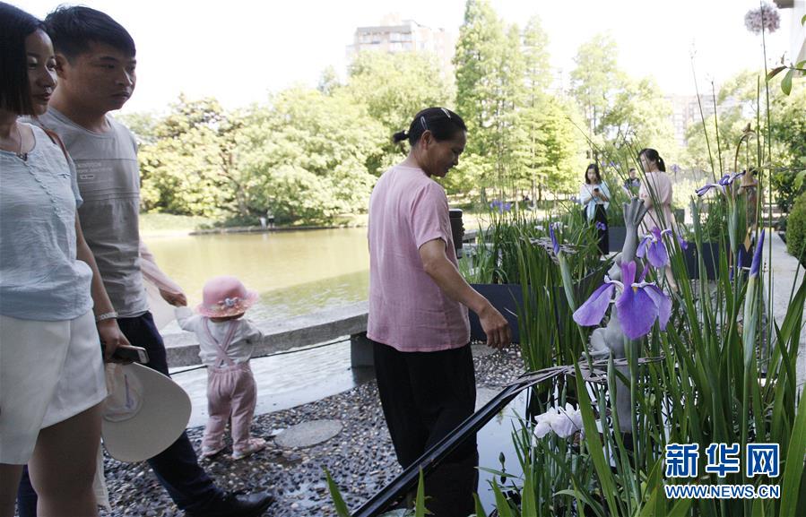 上海：花菖蒲綻放迎夏