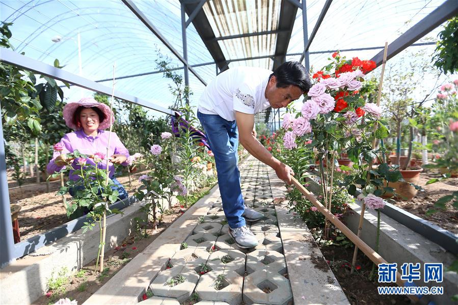 山東即墨：“公益微花園” 村民賞花樂