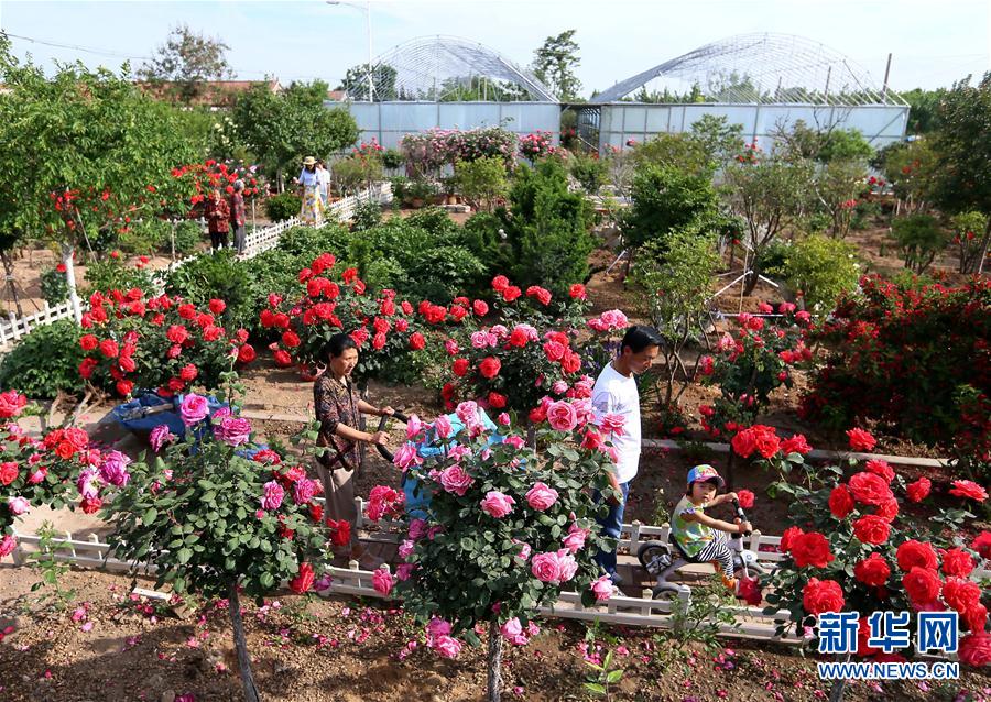 山東即墨：“公益微花園” 村民賞花樂