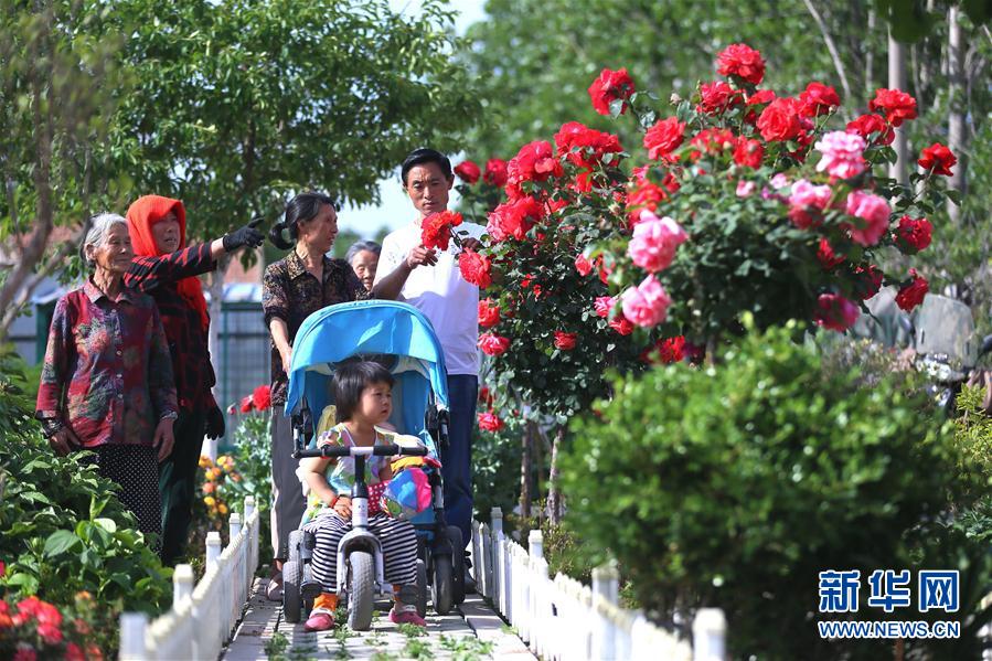 山東即墨：“公益微花園” 村民賞花樂