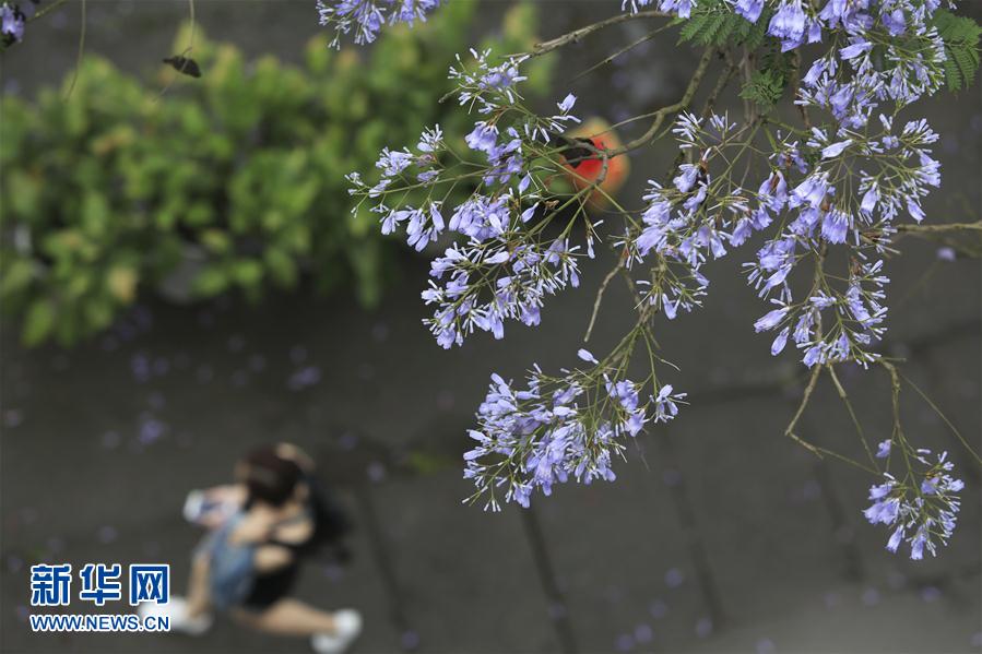 藍花楹芬芳畢業季