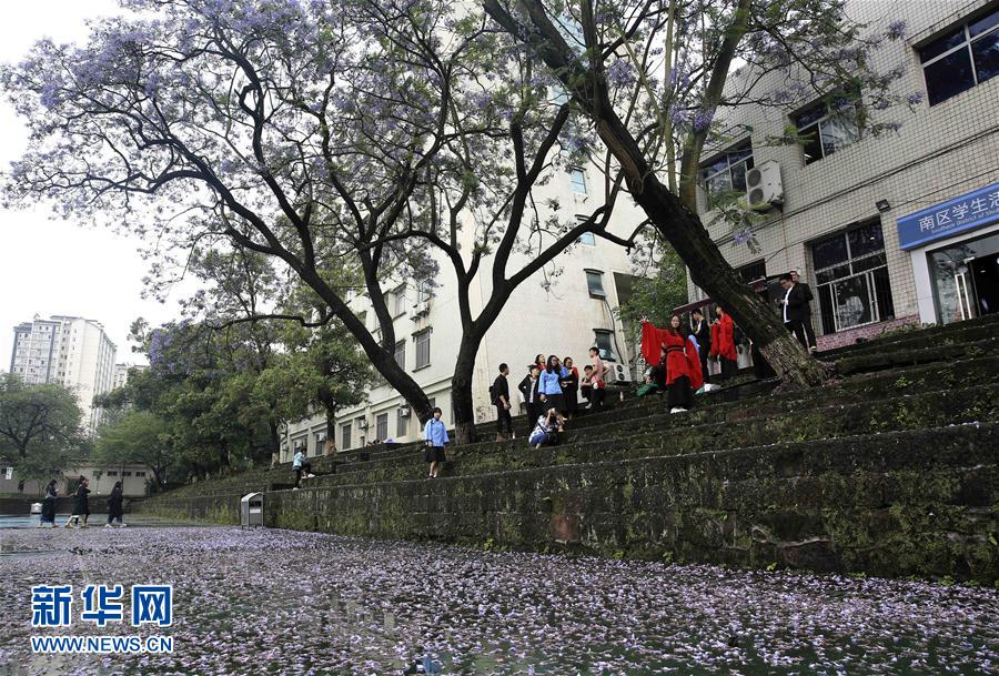 藍花楹芬芳畢業季