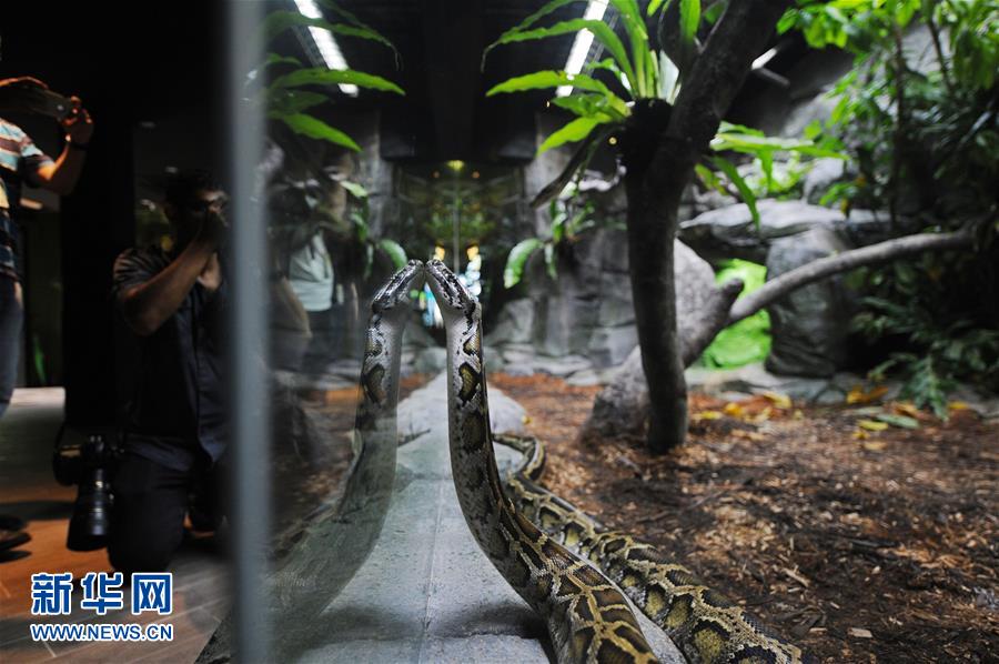 新加坡動物園將重新開放爬行動物展區