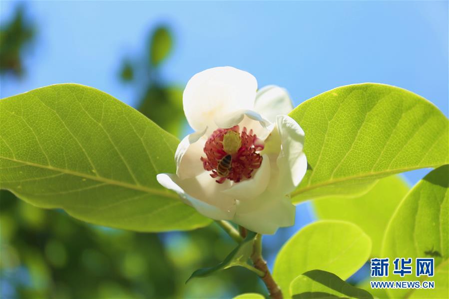 河北寬城天女花開