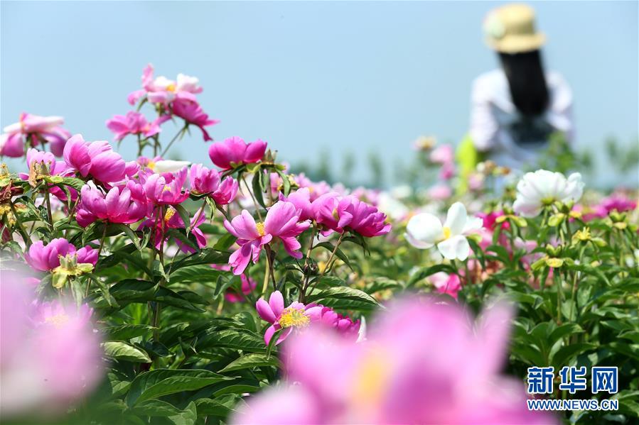 山東即墨：芍藥花開醉遊人 藥材種植富農民