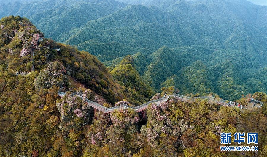 香爐山：高山杜鵑爭芳吐艷