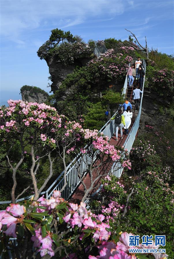 香爐山：高山杜鵑爭芳吐艷