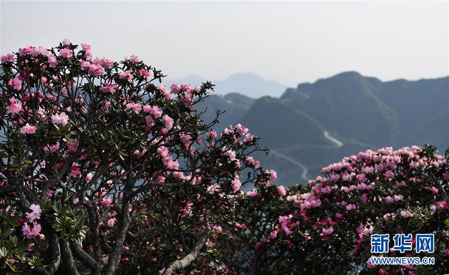 香爐山：高山杜鵑爭芳吐艷