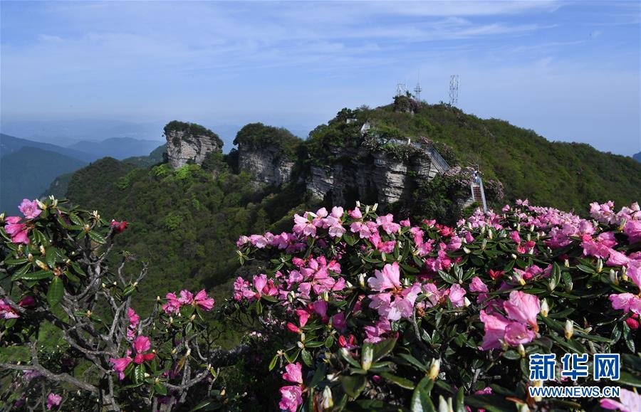 香爐山：高山杜鵑爭芳吐艷