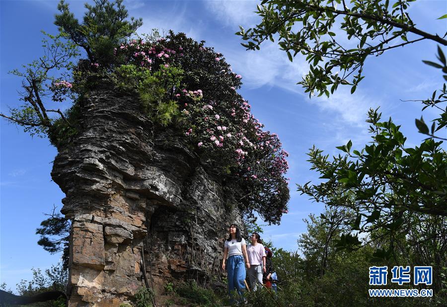 香爐山：高山杜鵑爭芳吐艷