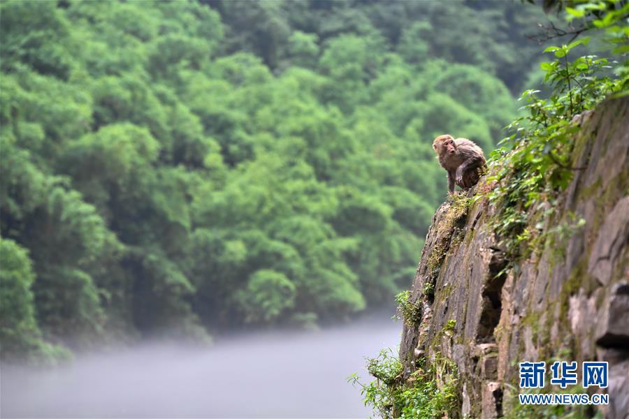 重慶統景：兩岸“猿聲”啼不住