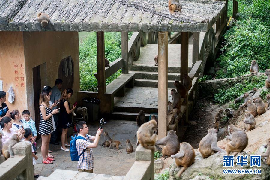 重慶統景：兩岸“猿聲”啼不住