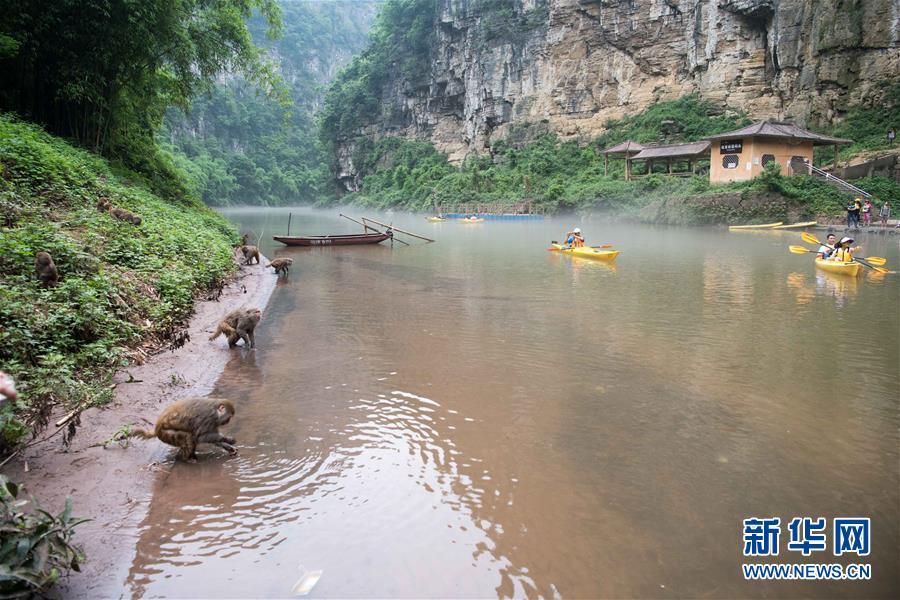 重慶統景：兩岸“猿聲”啼不住